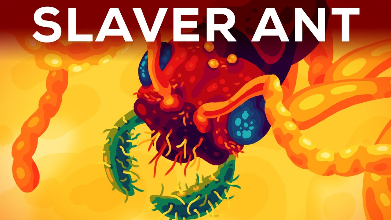 Slaver Ant